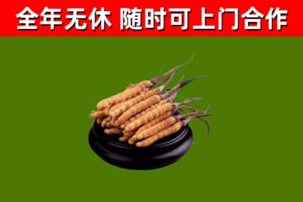 魏都区回收散虫草