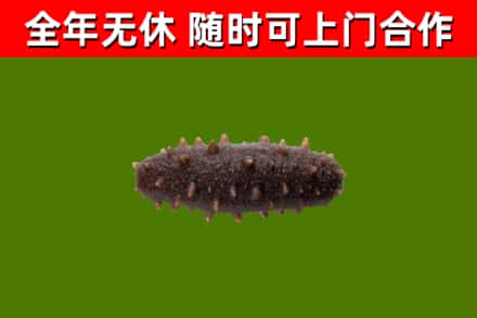 魏都区回收海参干